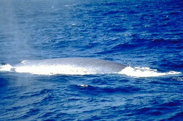 Photo of Balaenoptera musculus by Public Domain